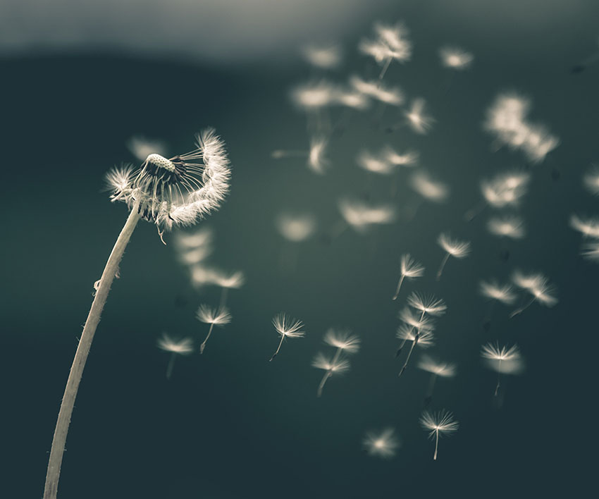 Deseos volando por cada semilla. Novela: "¿Mía? Descubre los secretos de su pasado" de Nina Miralbell. Fotografía: saad-chaudhry